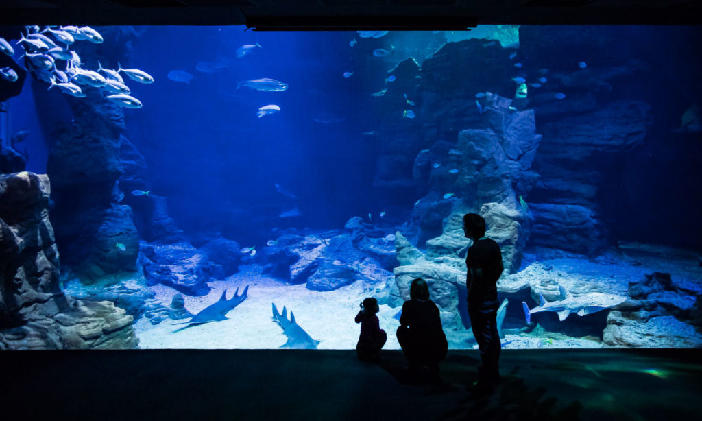 théâtre de la mer Planet Océan Aquarium de Montpellier odysseum photographe olivier octobre communication publicité