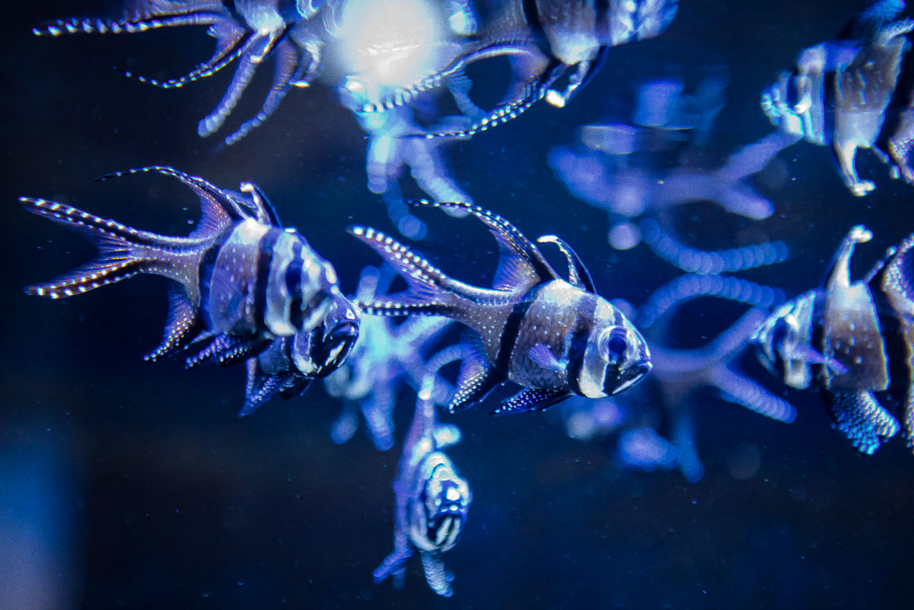 poissons bleus argentés Planet Océan Aquarium de Montpellier odysseum photographe olivier octobre communication publicité