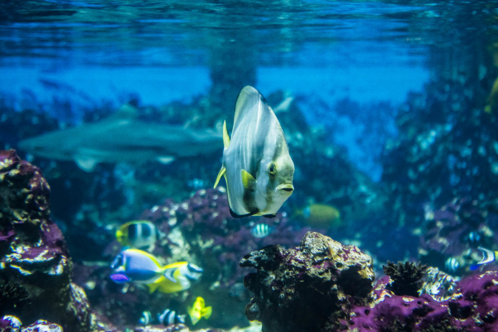 aquaruim requins pacifique Planet Océan Aquarium de Montpellier odysseum photographe olivier octobre communication publicité